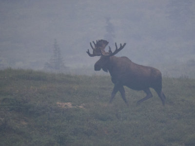 Moose in early morning fog