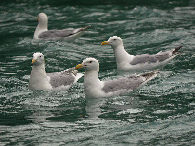 Mew Gull