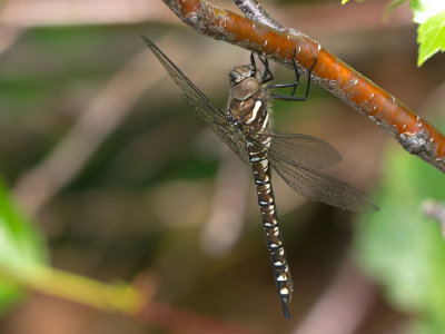 Paddle-tailed Darner