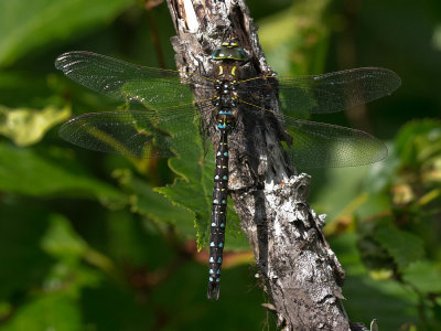 Sedge Darner