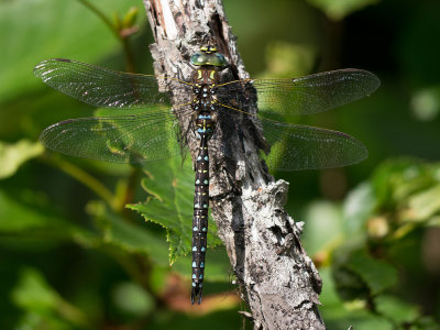 Sedge Darner