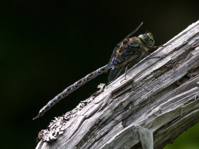 Lake Darner