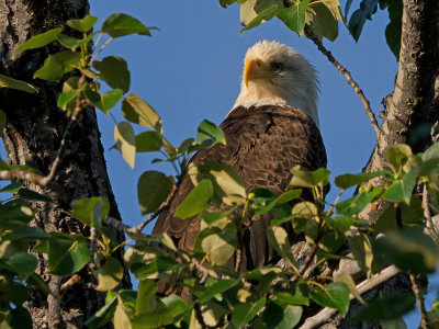 American Bald Eagle