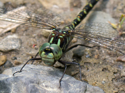 Harlequin Darner