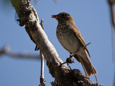 Hermit Thrush