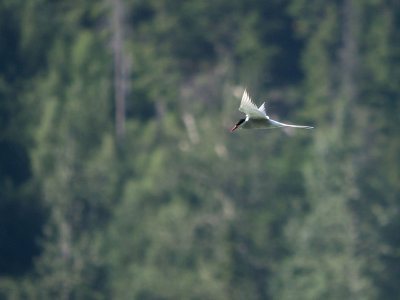 Arctic Tern (at Tern Lake, Kenai Peninsula, Alaska)