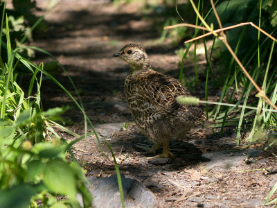 Spruce Grouse (immature)
