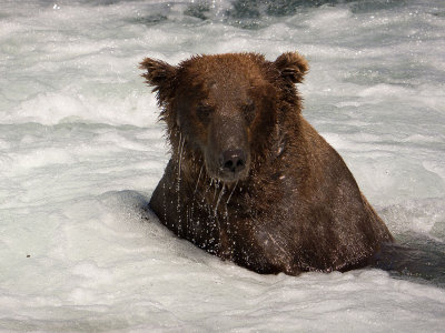 Brown Bear fishing for Salmon - Katmai National Park, Alaska