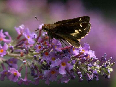 Zabulon Skipper