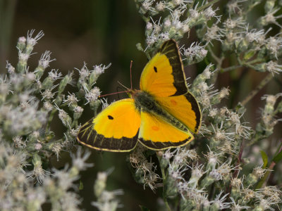 Orange Sulphur