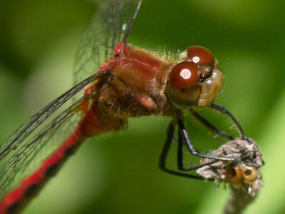 Meadowhawks