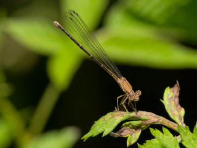Blue-fronted Dancer