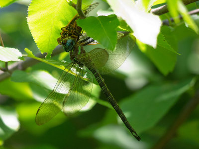 Swamp Darner