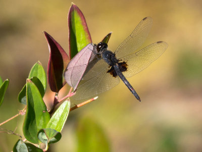 Martha's Pennant