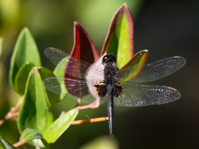 Martha's Pennant