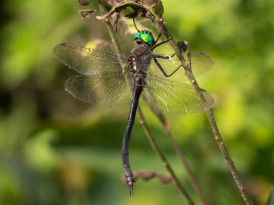Clamp-tipped Emerald
