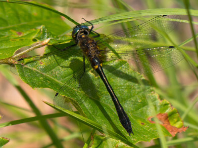 Racket-tailed Emerald