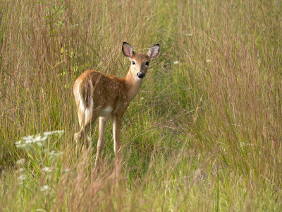 White-tailed Deer