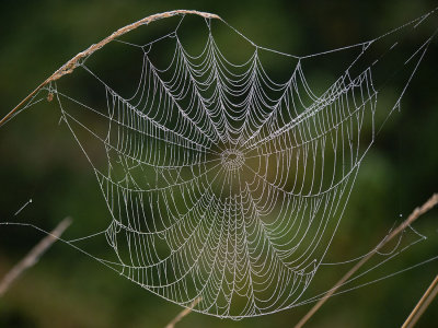 Early Morning Dew