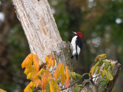 Red-headed Woodpecker