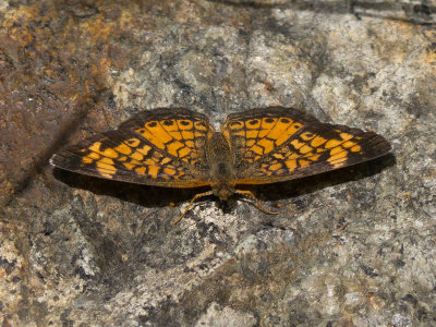 Pearl Crescent