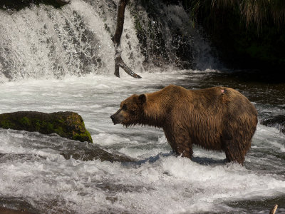 Brown Bear