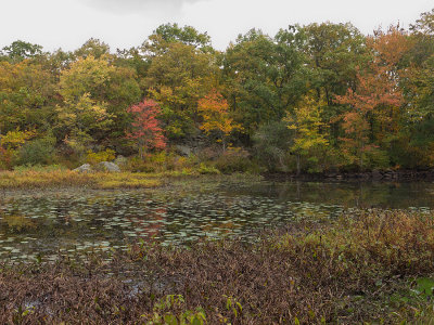 Norvin Green State Forest, NJ
