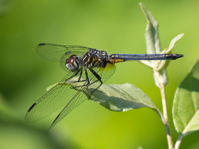 Blue Dasher