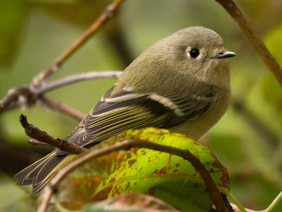 Ruby-crowned Kinglet