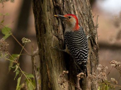 Red-bellied Woodpecker