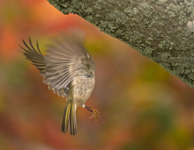 Golden-crowned Kinglet