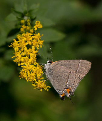 Gray Hairstreak