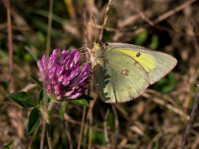 Clouded Sulphur