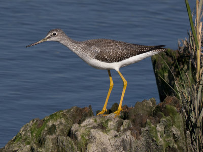 Greater Yellowlegs