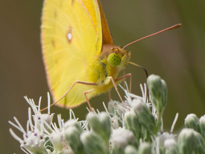 Orange Sulphur