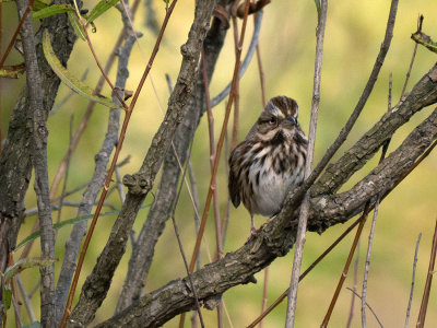 Song Sparrow