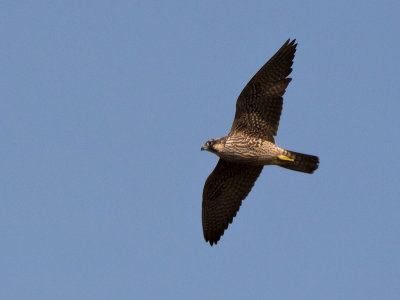 Raptors and Vultures
