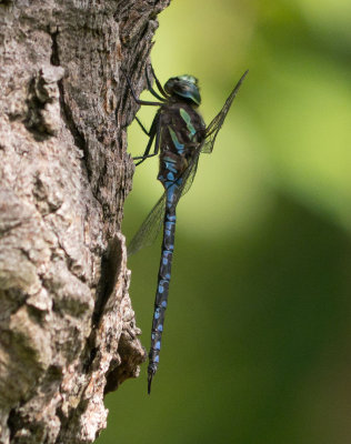 Green-striped Darner