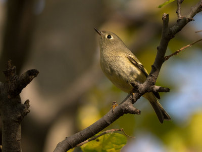 Ruby-crowned Kinglet