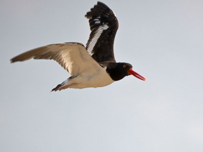 American Oystercatcher