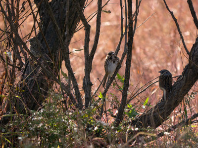 Lincoln, Song and Swamp Sparrows