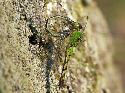 Eastern Pondhawk