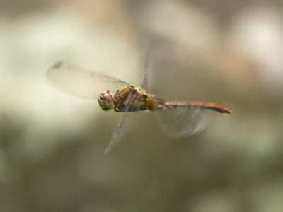 Meadowhawks