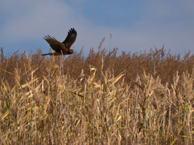 Marsh Hawk on the prowl