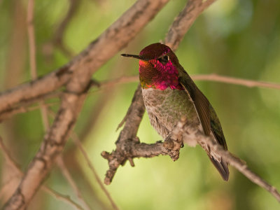 Anna's Hummingbird