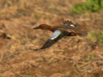 Cinnamon Teal