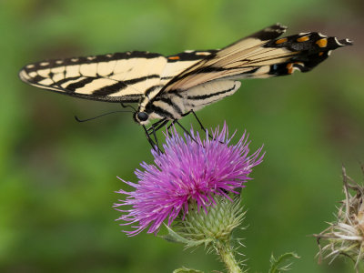 Eastern Tiger Swallowtail