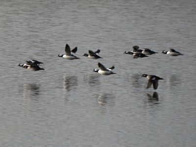 Flock of Buffleheads