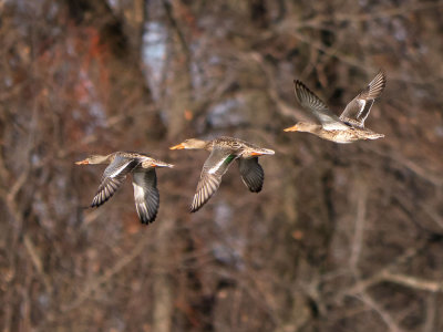 Northern Shoveler