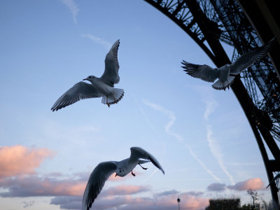 Black-headed Gulls under the Eiffel Tower